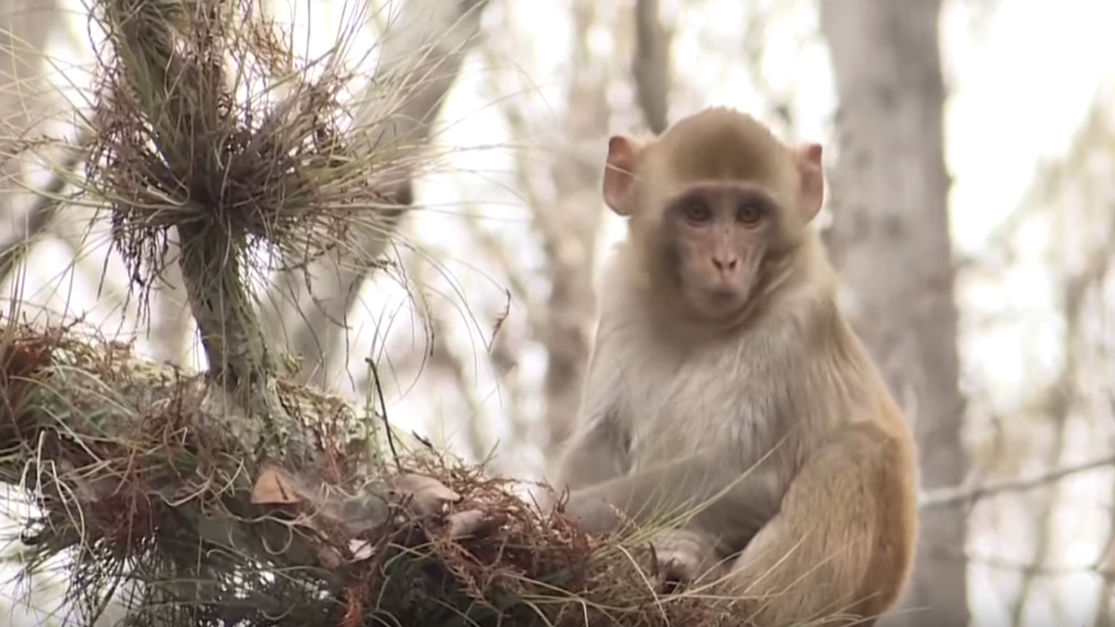 Invasive, feral monkeys potentially carrying deadly virus have moved into northeast Florida