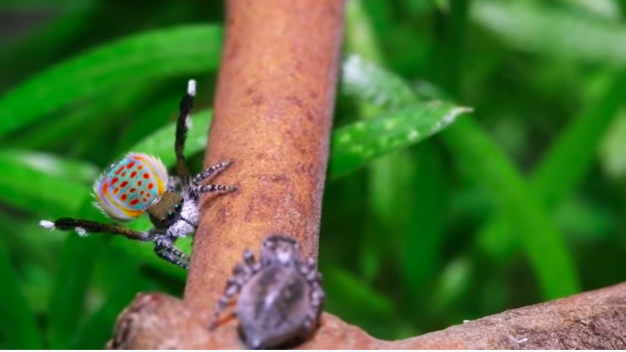 Nationwide lockdown got you down? Enjoy these videos of tiny, colorful, dancing spiders