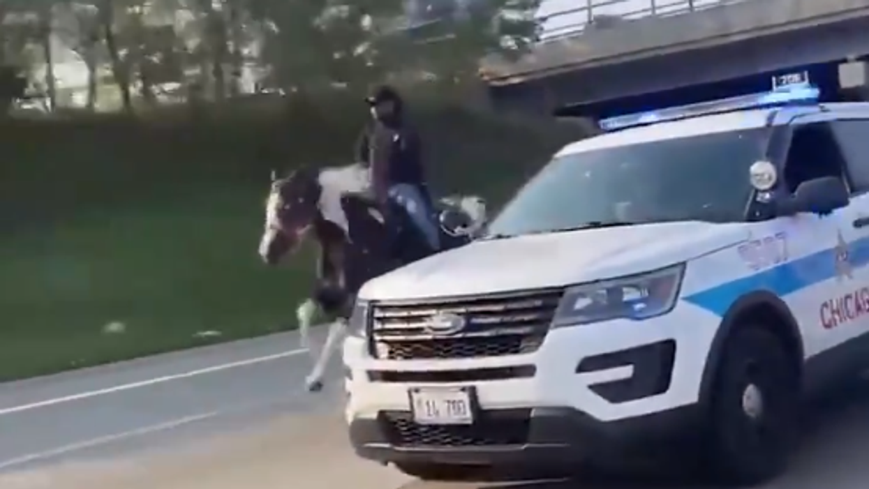 Good News: Census Cowboy's wounded horse NuNu has improved 'drastically' and is expected to live