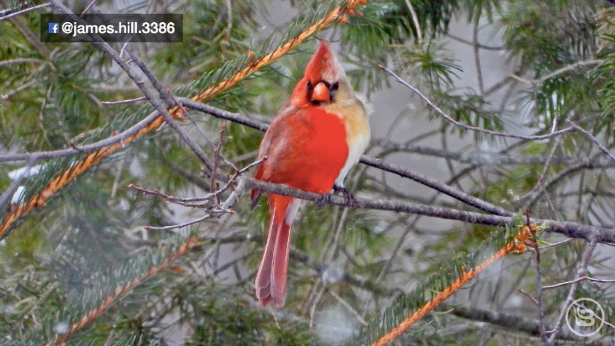 Pat Gray Unleashed: Half-male, half-female birdcall parody