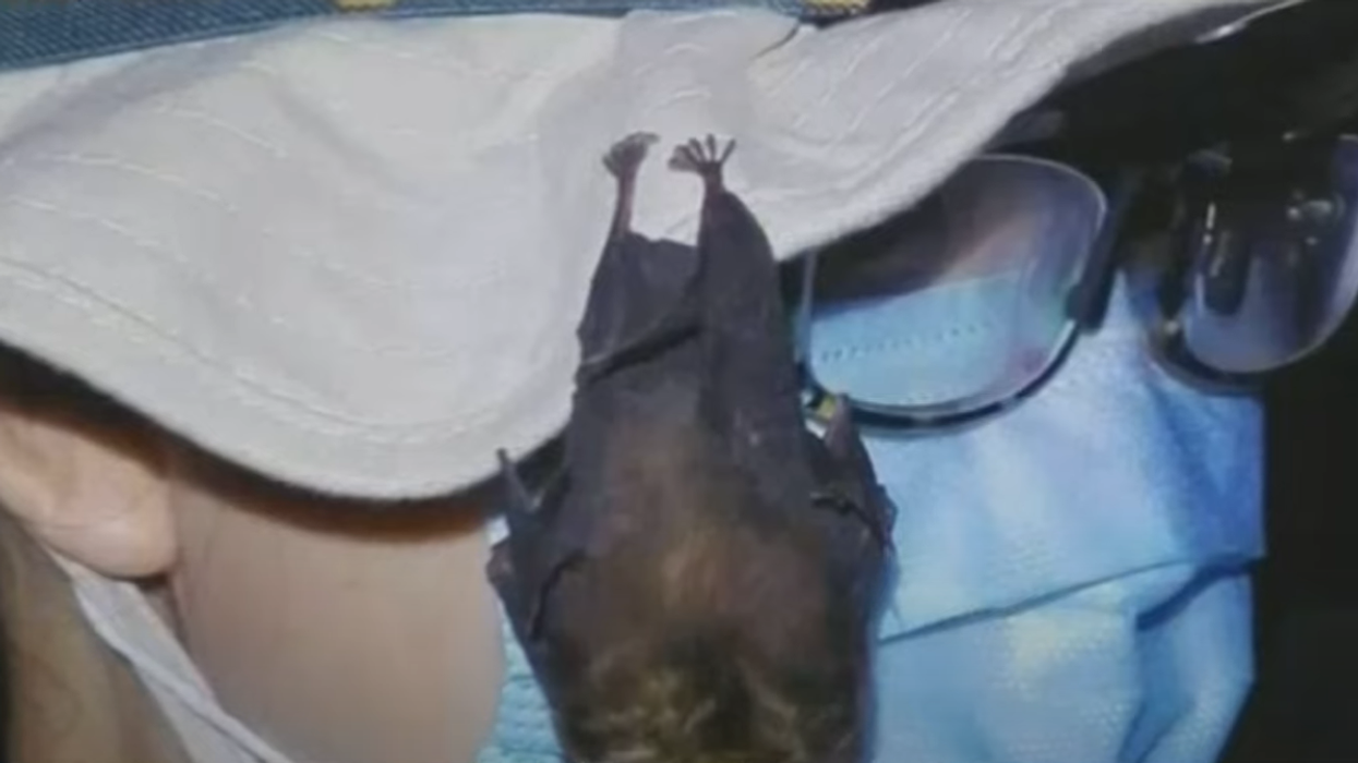 Video reportedly shows live bats at Wuhan lab, contradicting WHO investigation