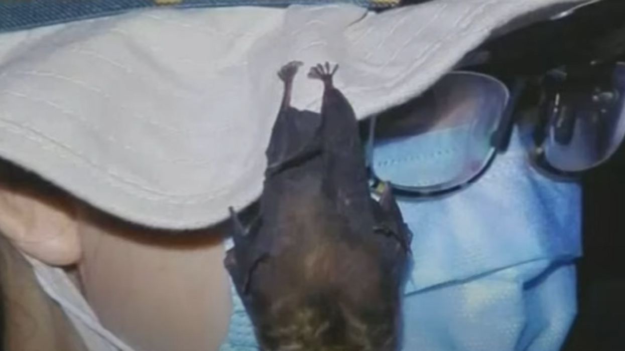 Video reportedly shows live bats at Wuhan lab, contradicting WHO investigation