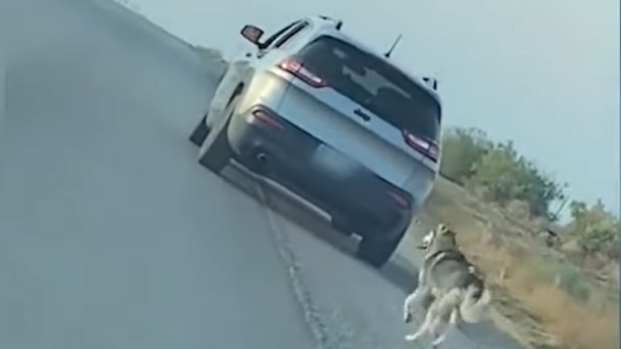 Texas man arrested after heartbreaking video shows owner abandoning husky on side of the road — but the story has a happy ending