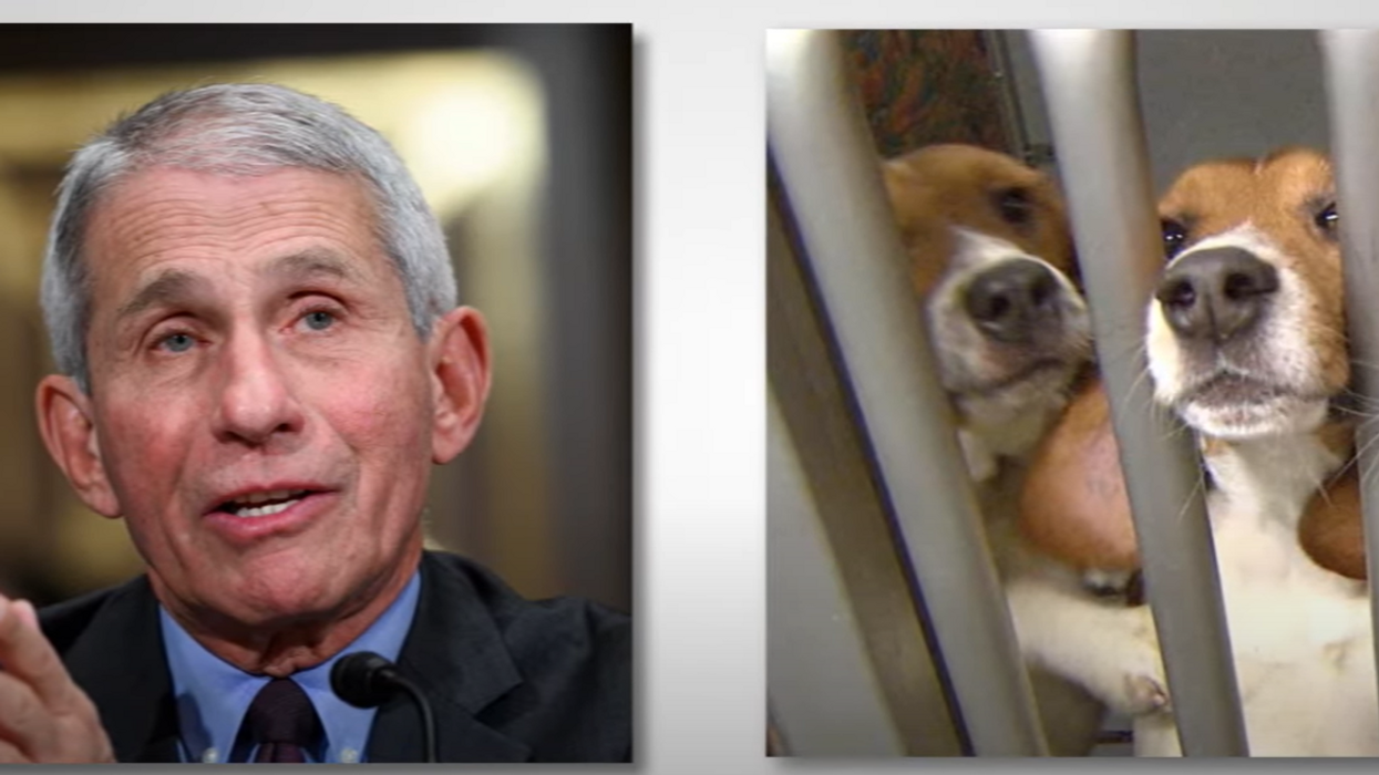 Bipartisan lawmakers demand answers from Fauci about 'cruel' taxpayer-funded experiments on dogs; beagles reportedly had vocal cords removed