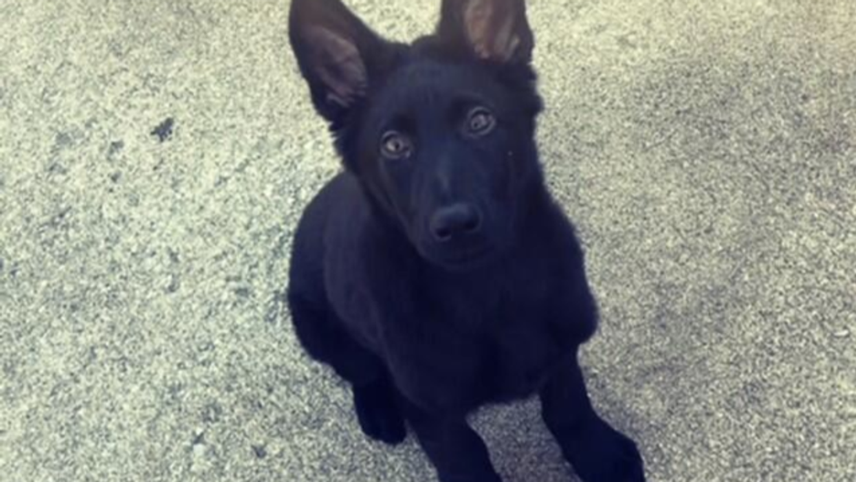 Police believe officer's puppy was targeted, abducted, and beheaded