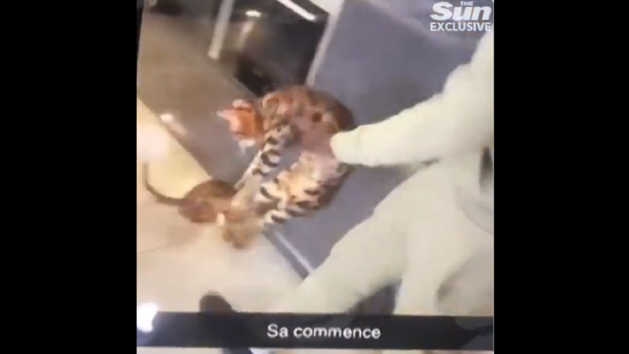 Video shows soccer star dropkick, punch his cat — backlash is savage: 'Motherf**ker... try to kick me!'