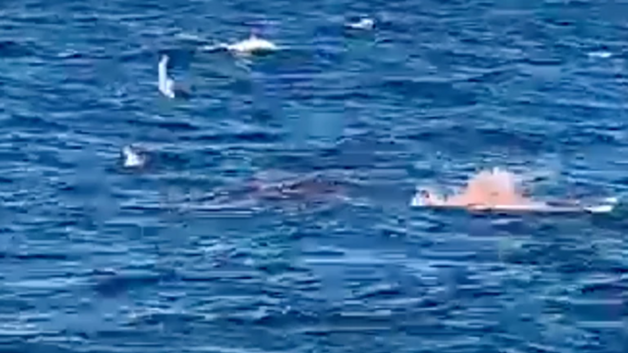 ‘Someone just got eaten’: Beachgoers watch in horror as great white shark kills swimmer