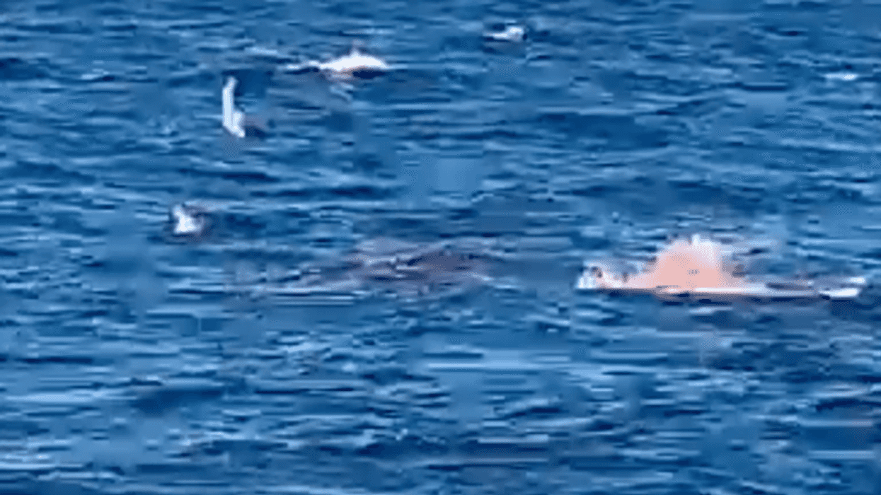 ‘Someone just got eaten’: Beachgoers watch in horror as great white shark kills swimmer