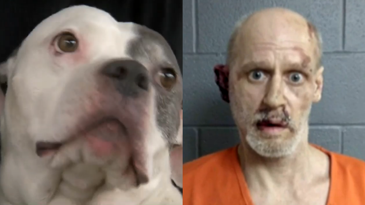 Rescue pit bull named 'Spuds' attacks home invader, restrains him for 20 minutes until police arrive