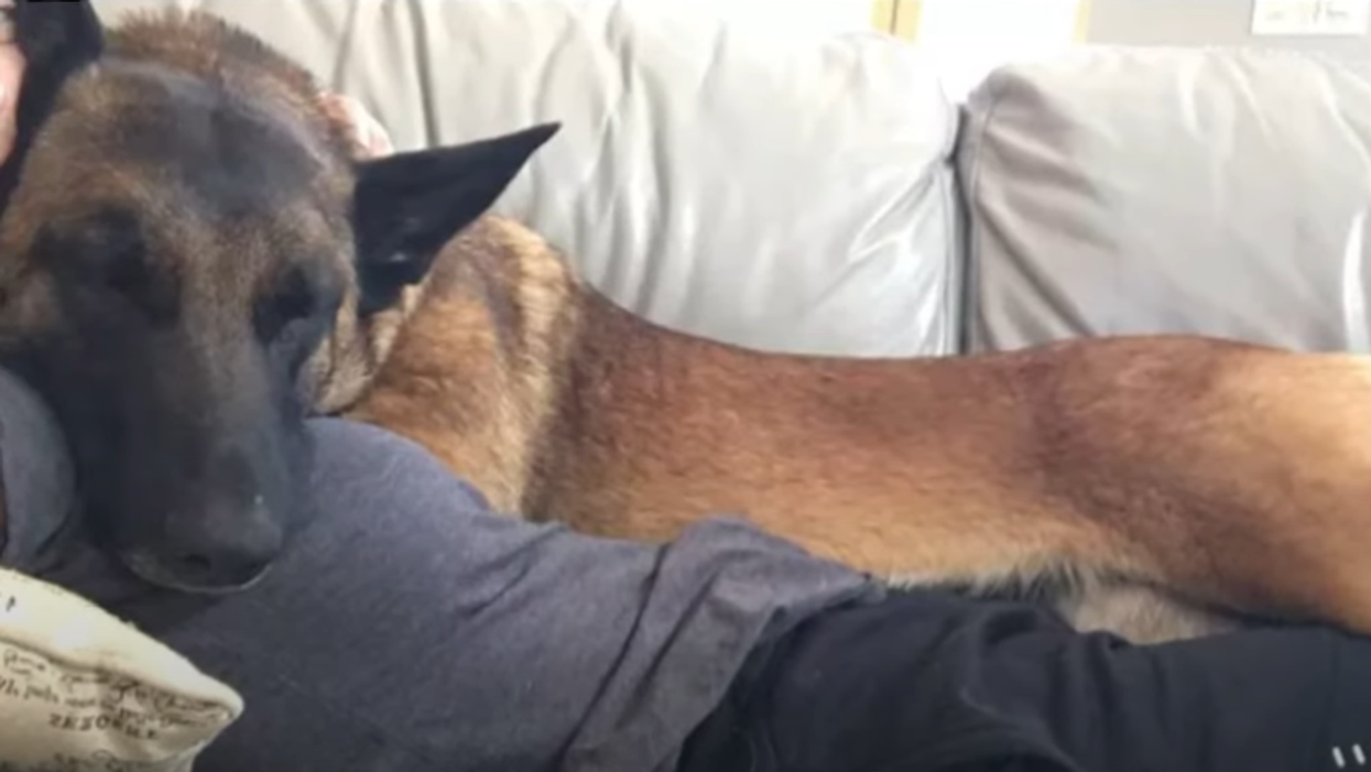 'I owe her my life': Hero dog who saved owner from mountain lion attack has died