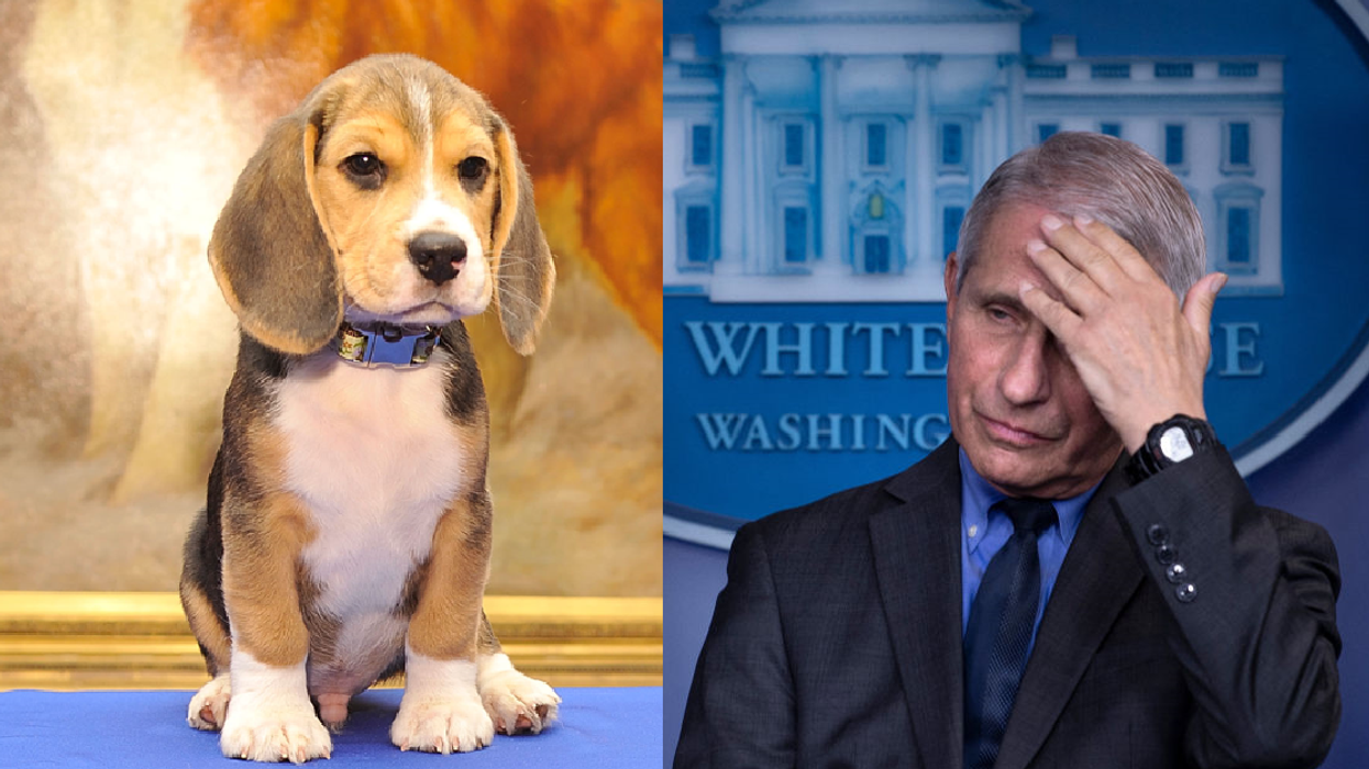 PETA commemorates Fauci's retirement with 'prize-worthy' portrait — and surprisingly makes an EXCELLENT point
