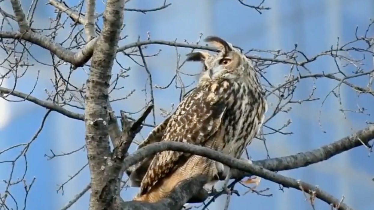 Eurasian eagle owl escapes Central Park Zoo via vandals, continues evading rescue