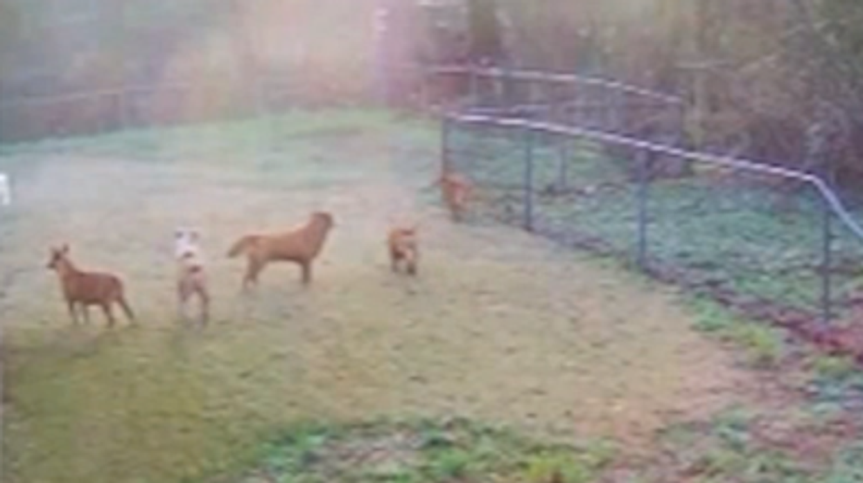 65-year-old man mauled to death by pack of dogs; woman carries gun to protect herself from dog attacks in town