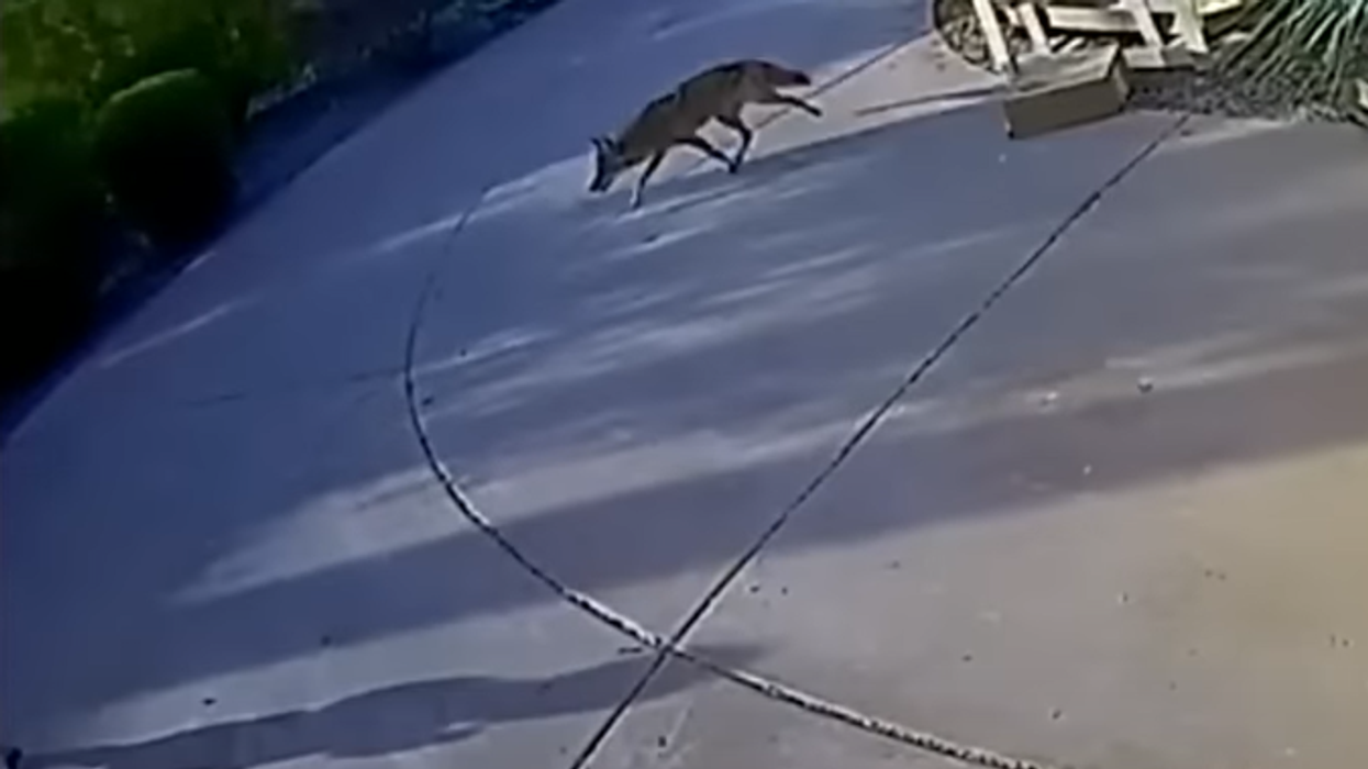 Video: 2 toddlers injured in separate coyote attacks in Arizona
