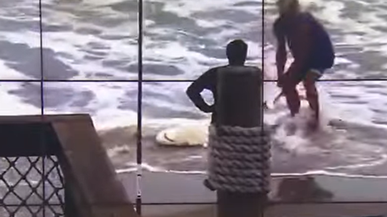 Florida man arrested and charged after being caught on video brutally beating a protected shark with a hammer
