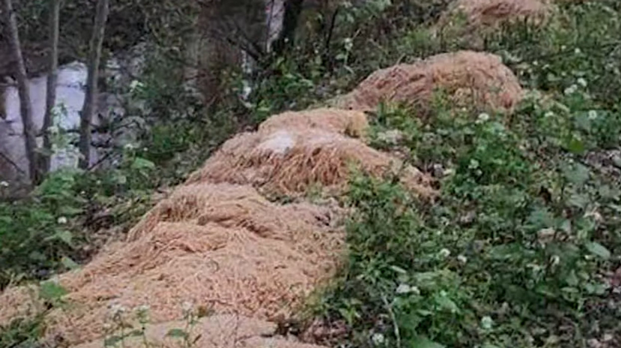 Hundreds of pounds of pasta mysteriously dumped in New Jersey woods ​