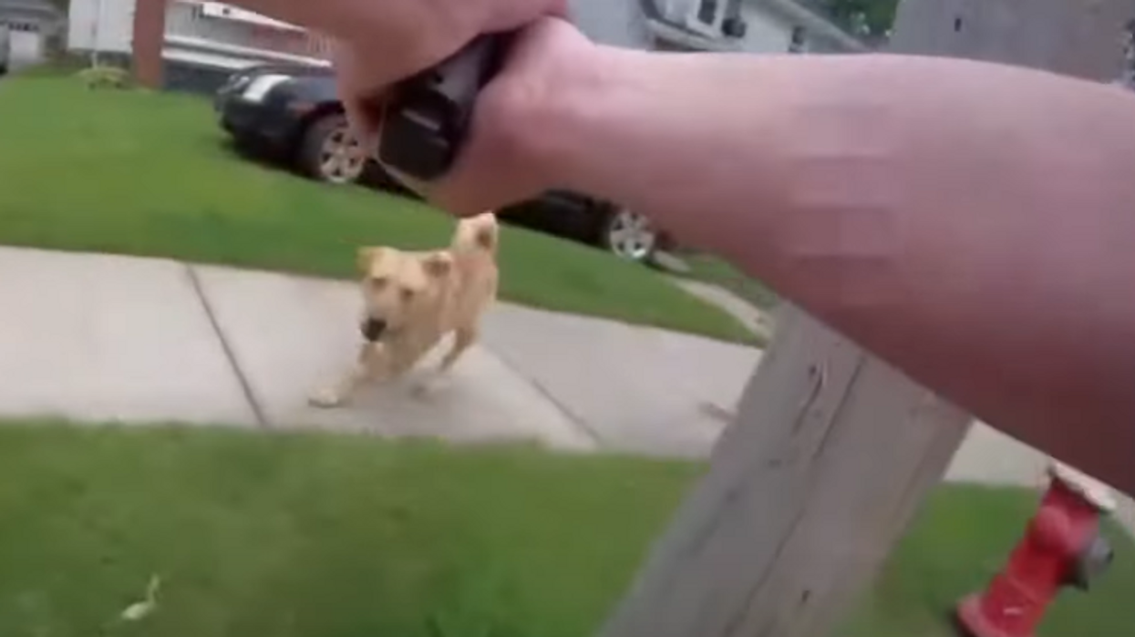 Bodycam video shows police officer shooting family's labrador/golden retriever mix dog, Ohio community demands 'justice for Dixie'