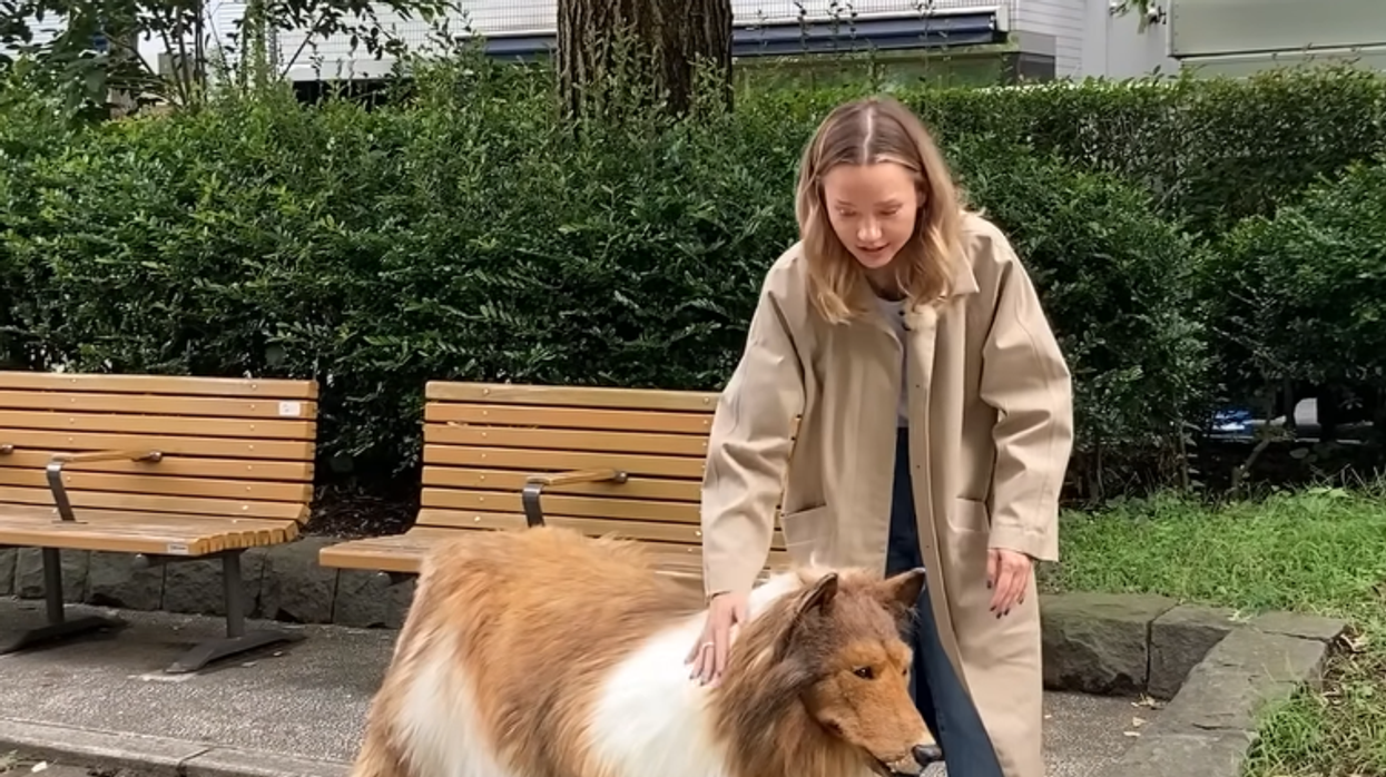 Video: Man spends $14,000 to fulfill childhood 'desire to transform' into a collie dog