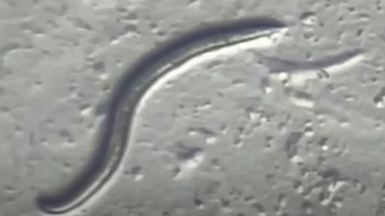 46,000-year-old prehistoric worms from the Ice Age preserved in permafrost brought back to life by scientists