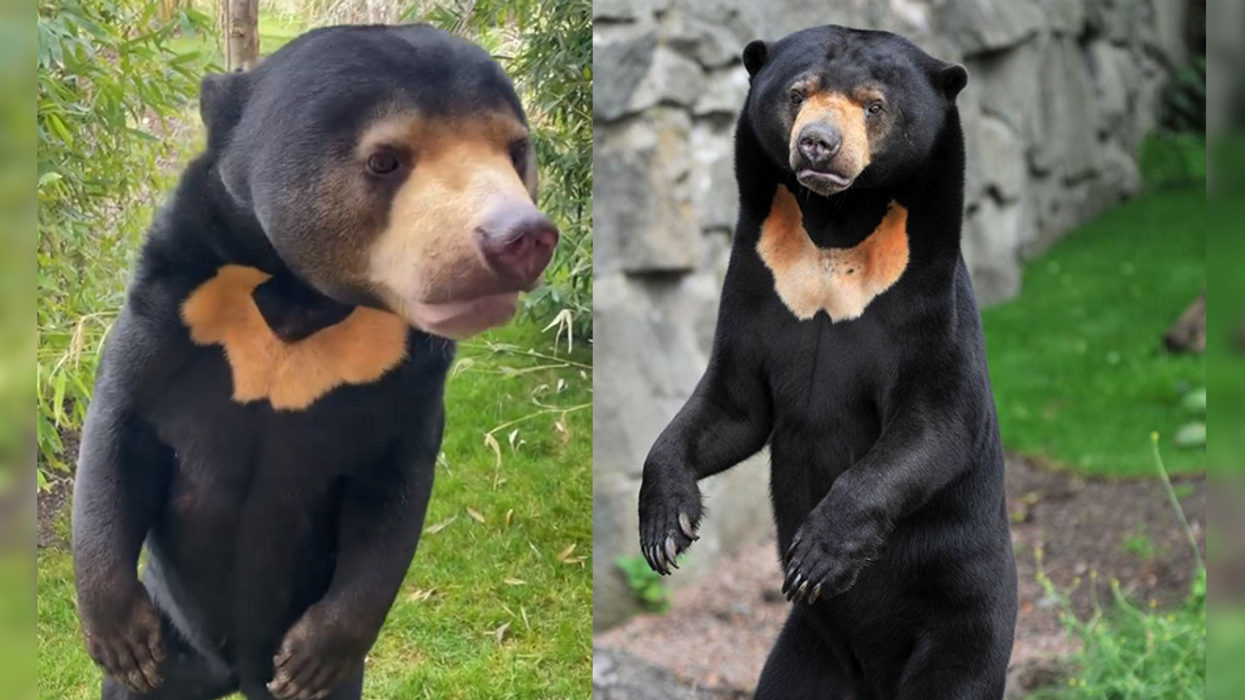 UK zoos say they have 'human bears' too after Chinese zoo goes viral for bear suspected of being human in costume