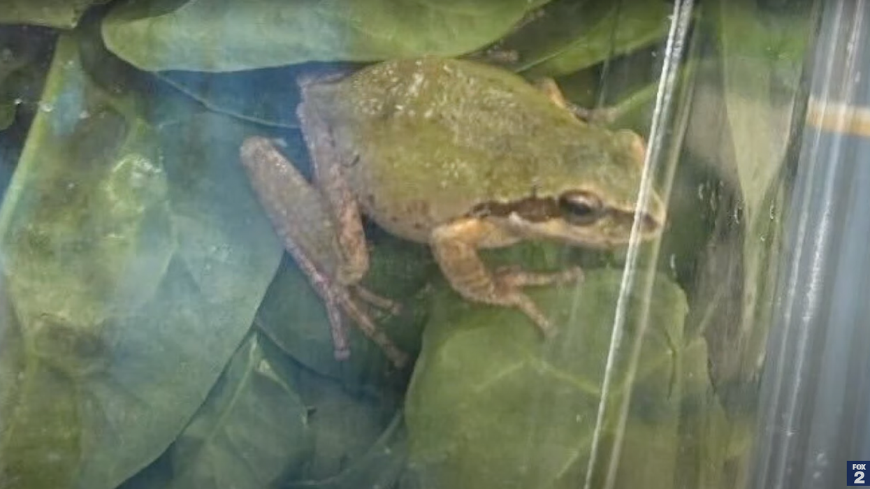 'It was alive and moving': Woman buys box of organic spinach that turned out to also contain a frog