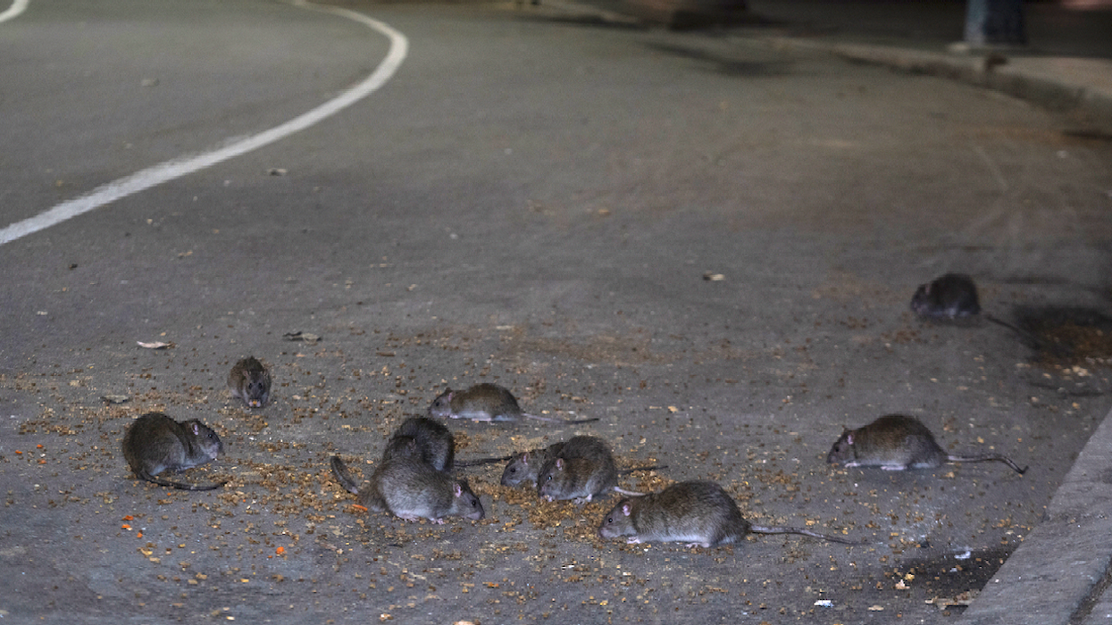 'We've had rats the size of Crocs just running up and down the street': NYC holds first-ever Anti-Rat Day of Action in Harlem