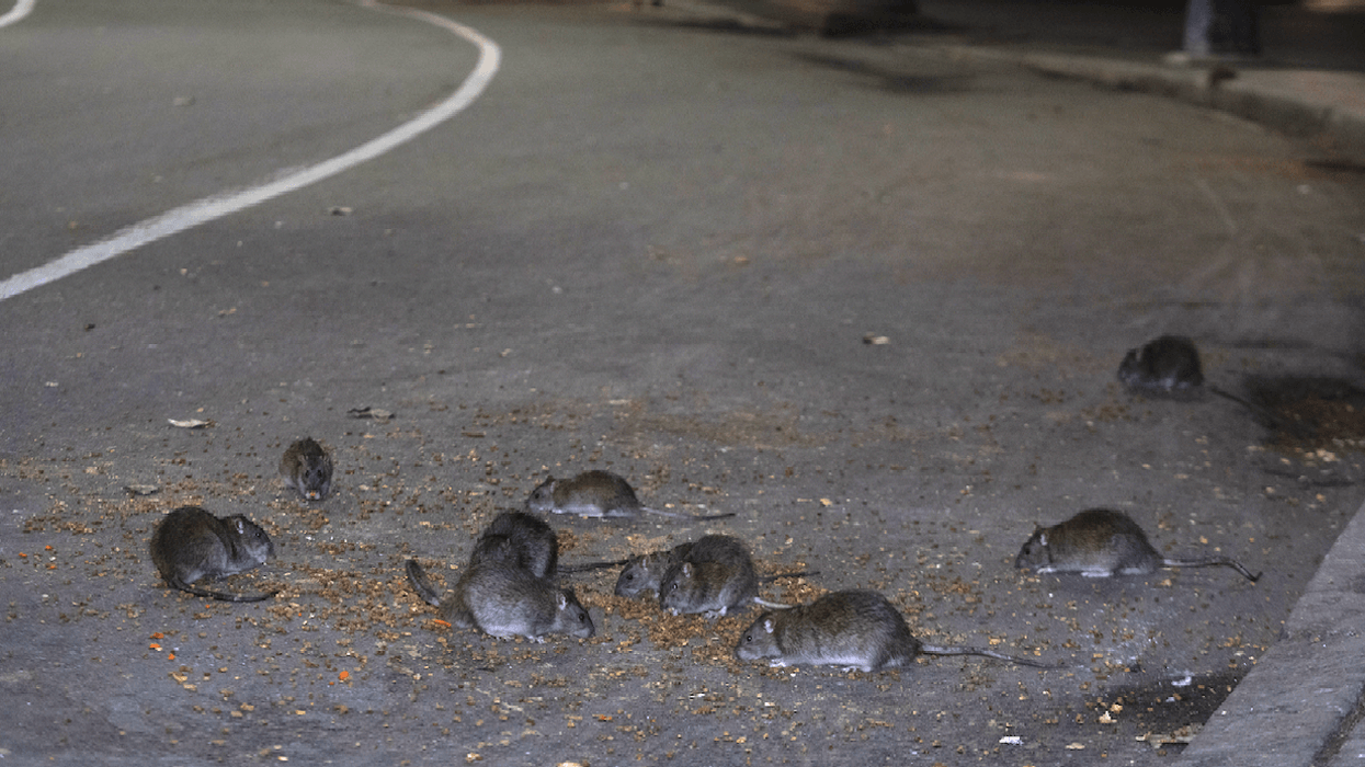'We've had rats the size of Crocs just running up and down the street ...