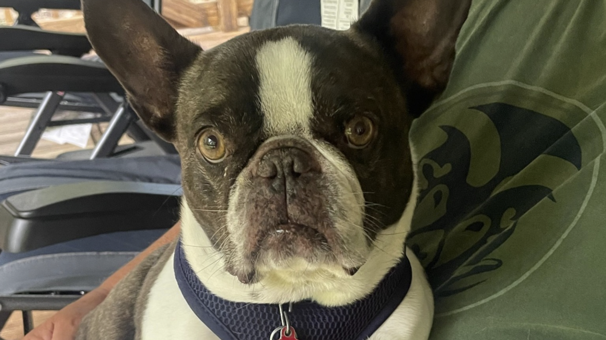 Woman charged for intentionally ditching dog at Pittsburgh airport as she reportedly went on Mexican vacation