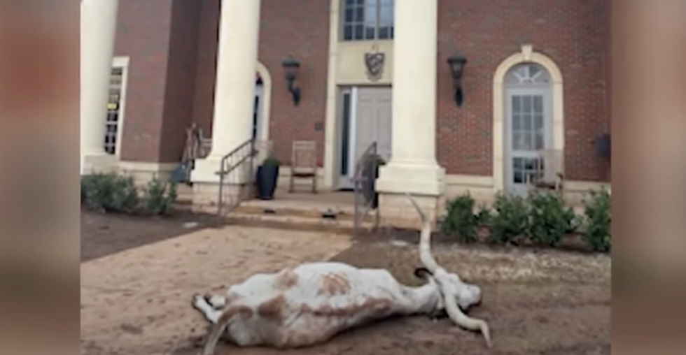 Dead longhorn found mutilated in front of Oklahoma State University fraternity house amid Big 12 Championship game