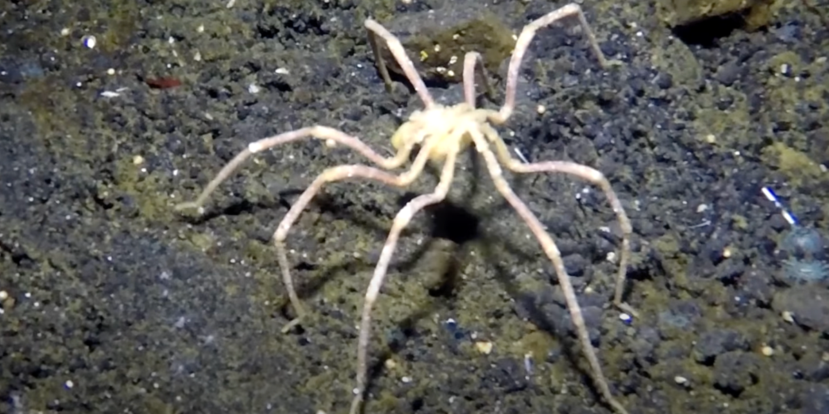 NextImg:New sea spider discovered in Antarctica, breathes through its 1.2-inch legs | Blaze Media