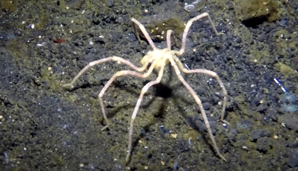 New sea spider discovered in Antarctica‚ breathes through its 1.2-inch legs