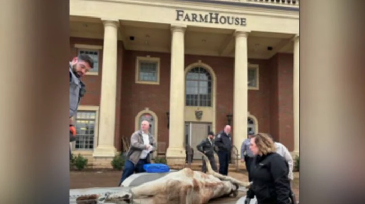 Four OSU fraternity members arrested after allegedly leaving dead longhorn on rival fraternity's front lawn