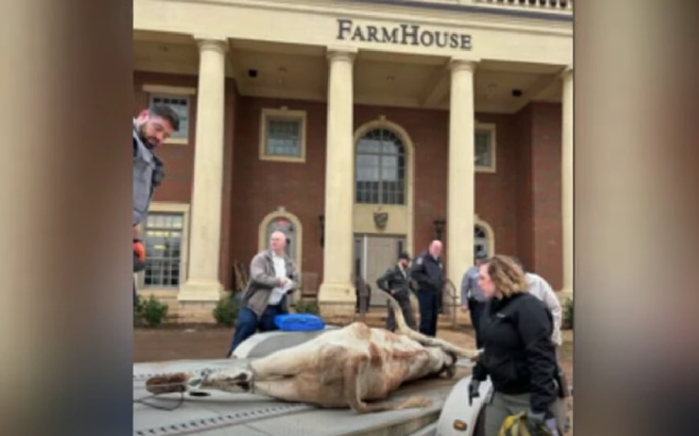 Four OSU fraternity members arrested after allegedly leaving dead longhorn on rival fraternity's front lawn