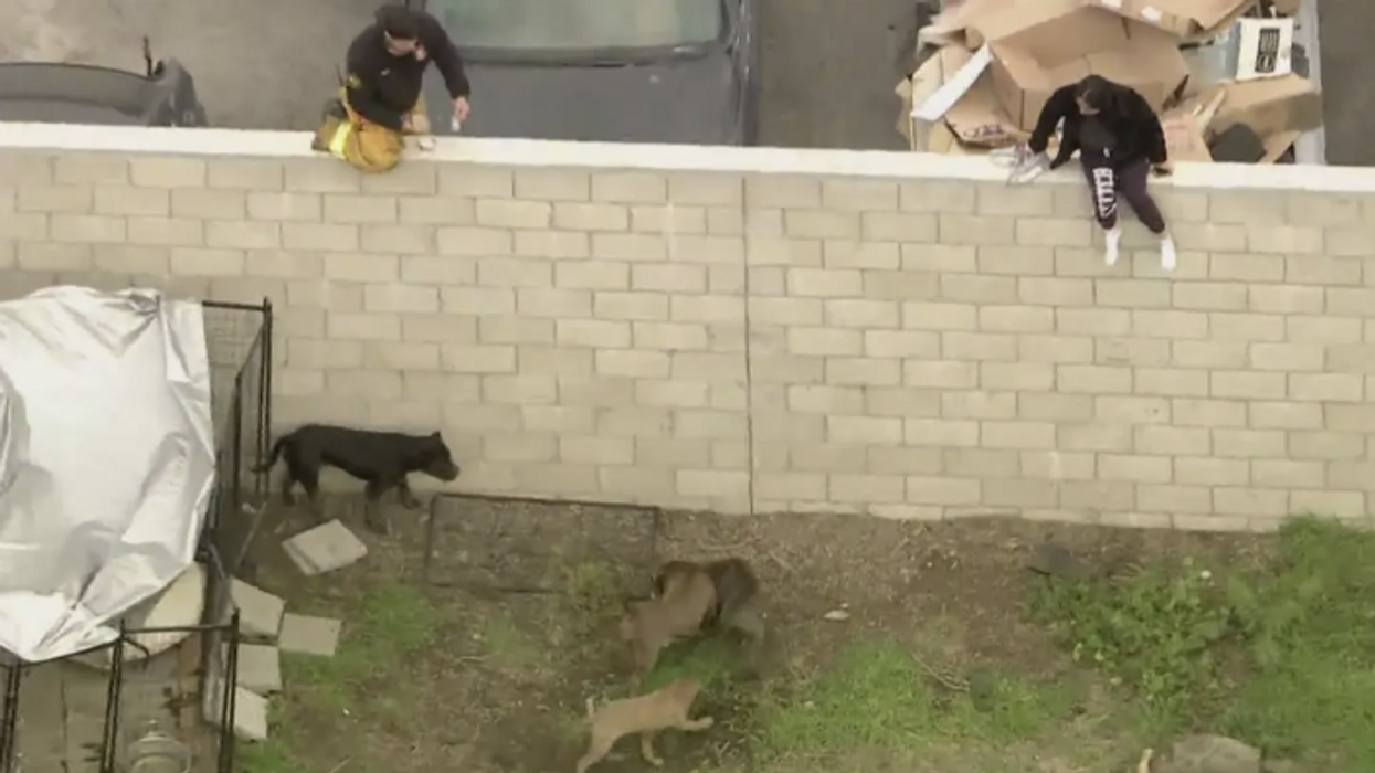Backyard bloodbath: California pit bull breeder savagely mauled to death by his own dogs