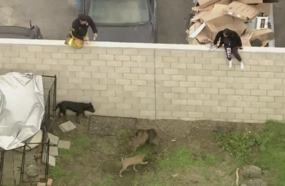 Backyard bloodbath: California pit bull breeder savagely mauled to death by his own dogs