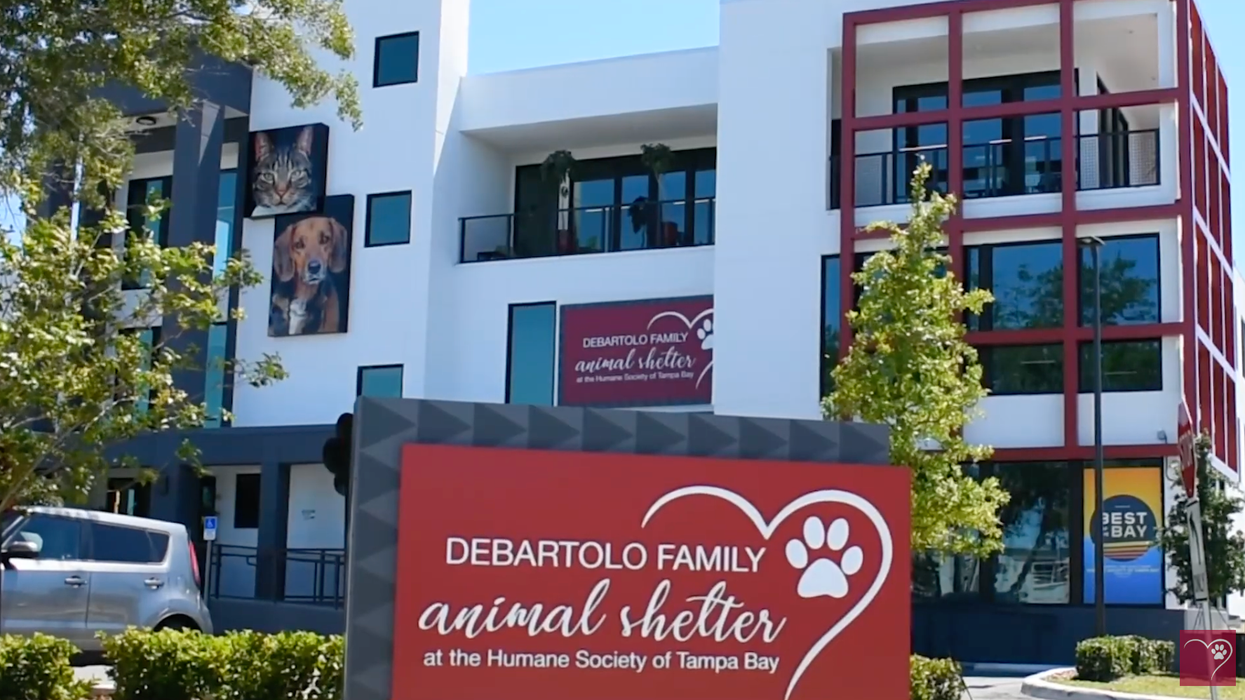 Dog reunited with owners 10 years after running away, Humane Society of Tampa Bay says