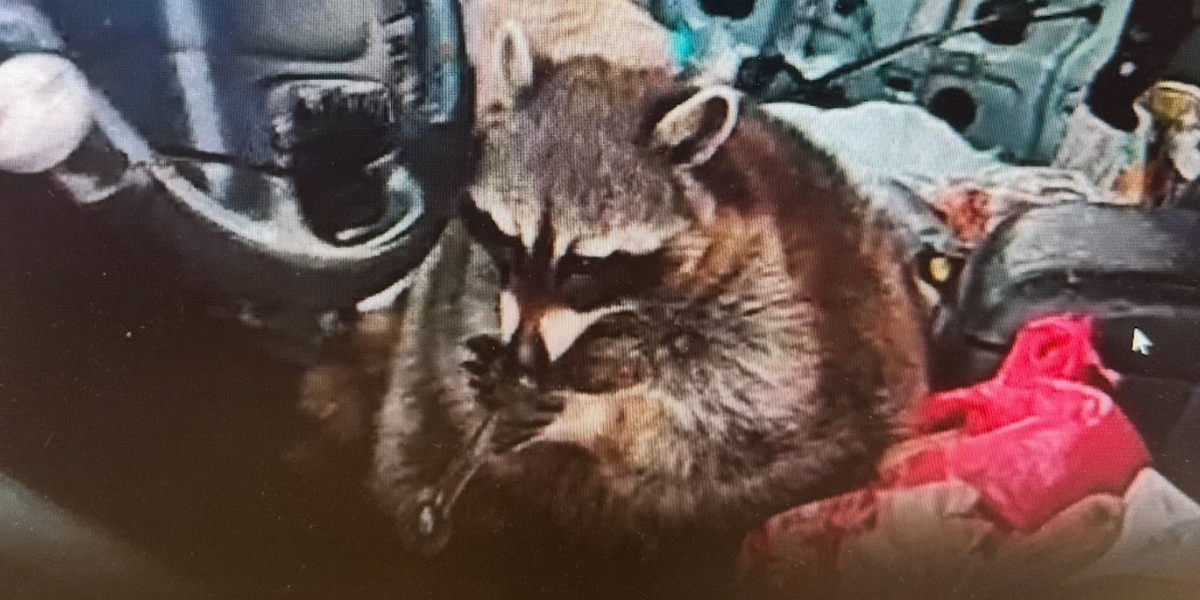 Shotgun-riding raccoon found with meth pipe in its mouth during bizarre traffic stop arrest Shotgun-riding raccoon found with meth pipe in its mouth during bizarre traffic stop arrest