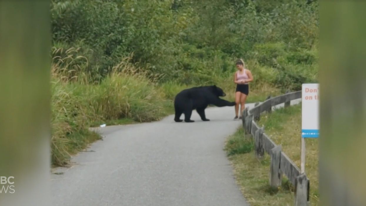 Incredible video captures the moment a bear suddenly emerges from behind bushes and takes a swipe at a jogger