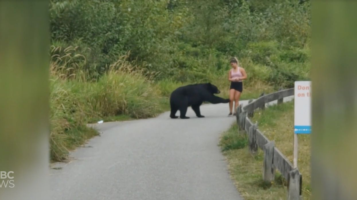 Incredible video captures the moment a bear suddenly emerges from behind bushes and takes a swipe at a jogger