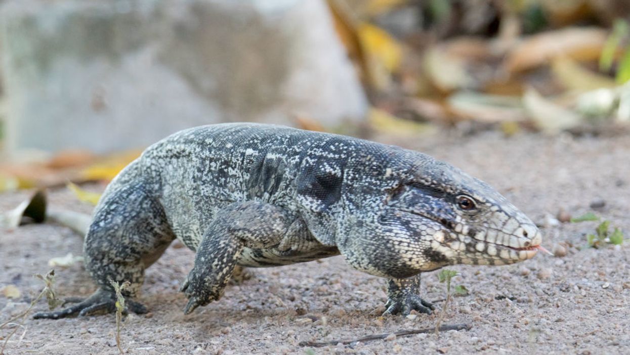 Invasive giant lizards that 'eat just about anything they want' spreading in Georgia and Florida