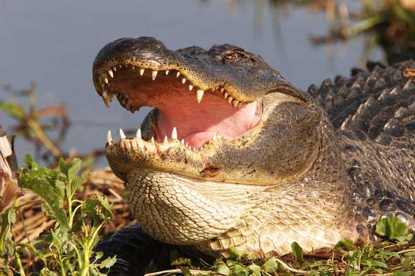 'It was almost like a missile': Good Samaritans rush to save Florida woman from alligator — but a devastating price was paid