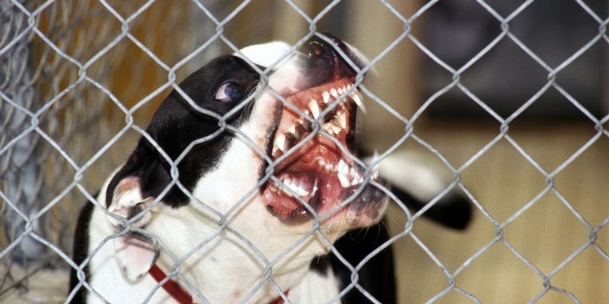 It’s way past time to ban pit bulls It’s way past time to ban pit bulls