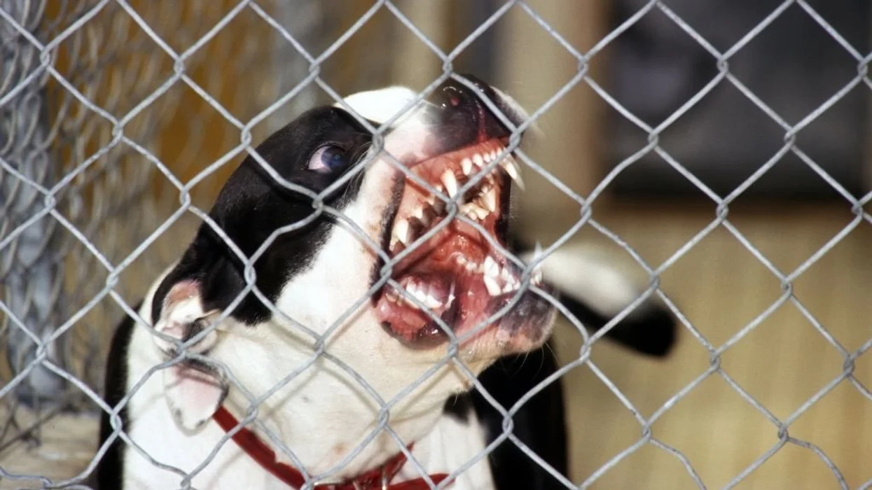 It’s way past time to ban pit bulls