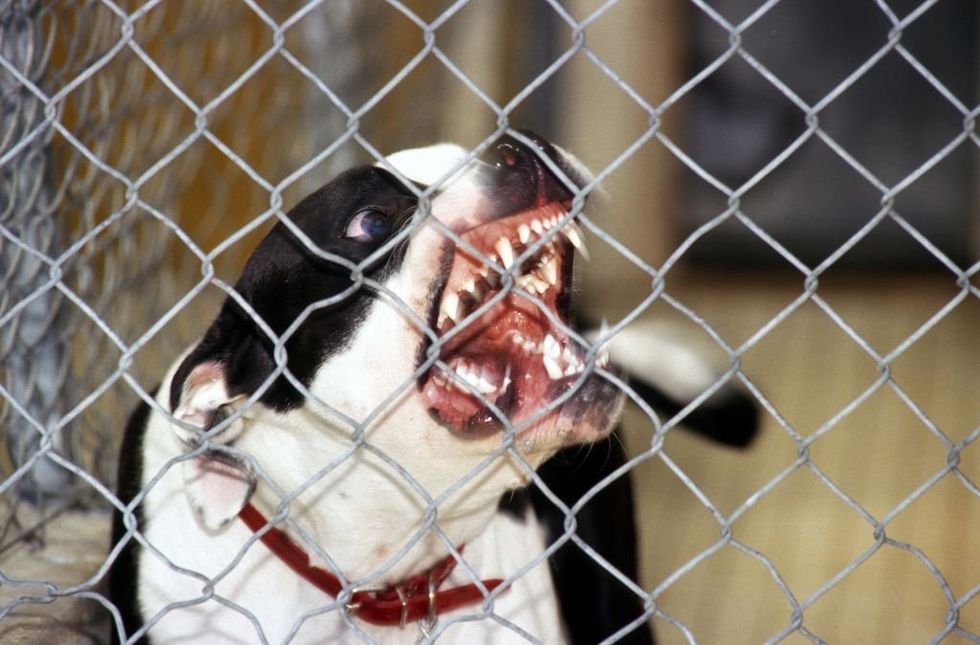 It’s way past time to ban pit bulls