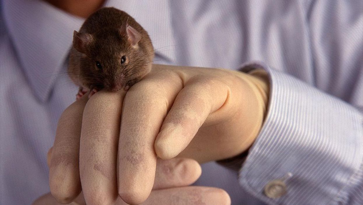 Judicial Watch obtains FDA emails detailing purchases of aborted fetal tissue for 'humanized mice' research