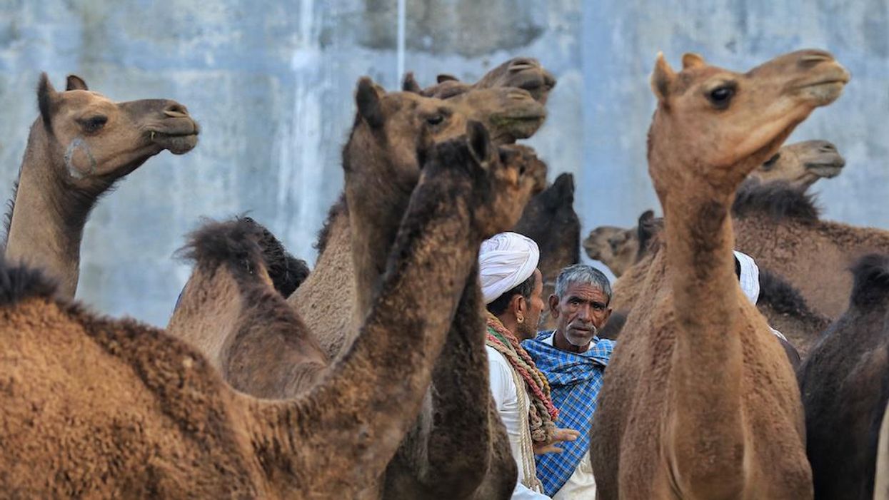 Just too pretty: More than 40 camels booted from beauty contest for using Botox