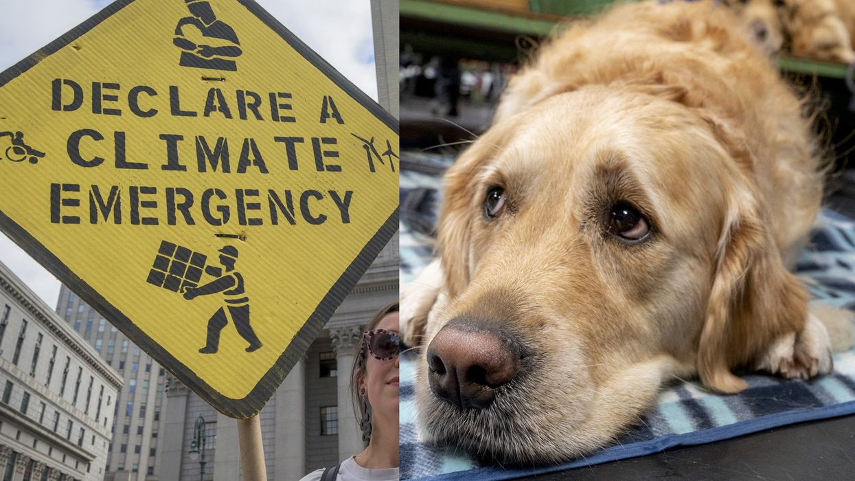 Left-wing magazine says dogs are bad for the environment — the reaction is brutal and hilarious