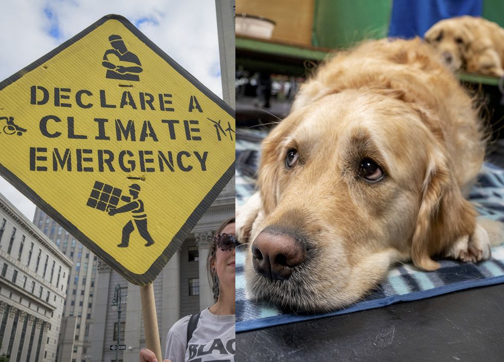 Left-wing magazine says dogs are bad for the environment — the reaction is brutal and hilarious
