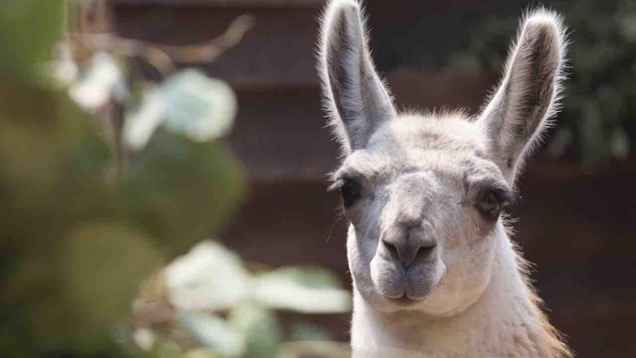 Llama antibodies reportedly reduce harmfulness of COVID-19, could be used as vaccine supplement and treatment agent