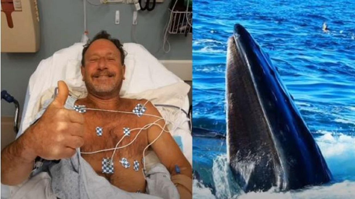 Lobster diver says he was 'swallowed' by humpback whale off Mass. coast but creature spit him out